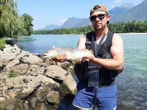 Brown Trout