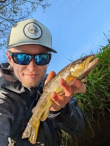 Brown Trout