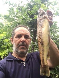 Brown Trout