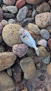 Gilthead Seabream