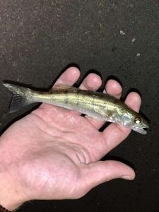 Zander