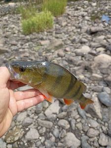 European Perch
