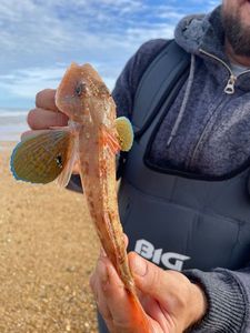 Red Gurnard