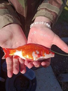 African Red Snapper