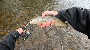 Brown Trout