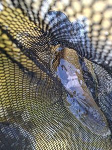 Rainbow Trout
