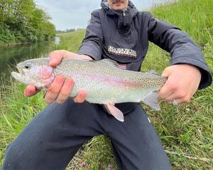 Rainbow Trout