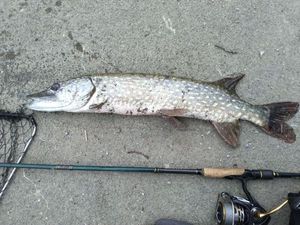 Northern Pike
