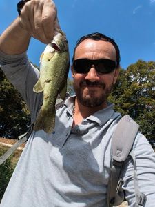 Largemouth Bass