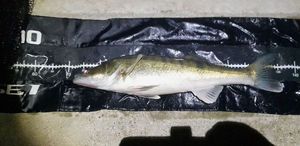 Zander