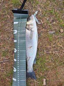 European Bass (Seabass)