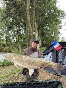 Grass Carp