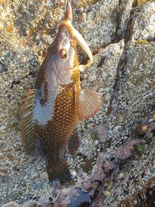 Ballan Wrasse