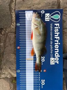 European Perch