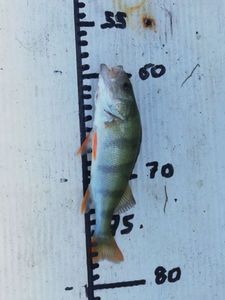 European Perch