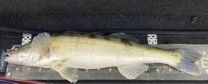 Zander