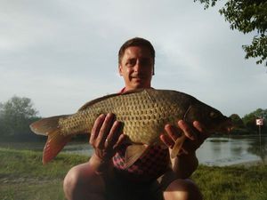 Common Carp