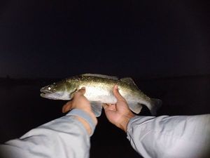Zander caught by Swann Hubert