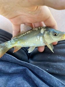 Leather Carp