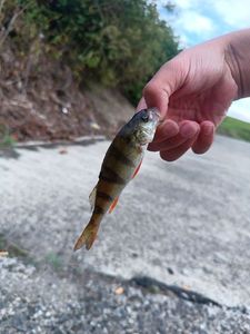 European Perch
