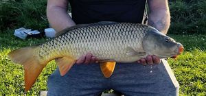 Common Carp