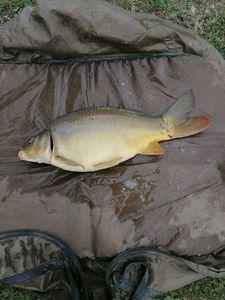 Mirror Carp