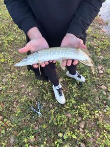 Northern Pike