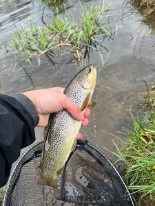 Brown Trout