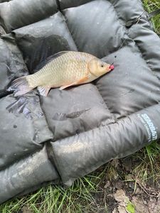 Crucian Carp