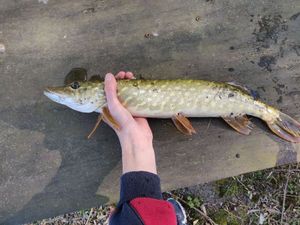 Northern Pike