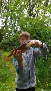 European Perch