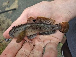 Round Goby