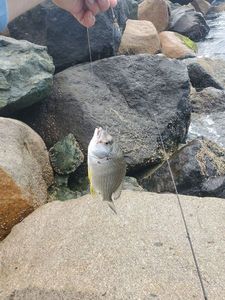 Yellowfin bream