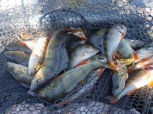 European Perch