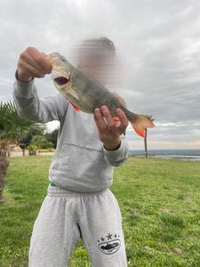 European Perch