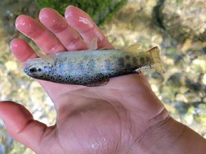 Brown Trout