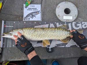 Northern Pike