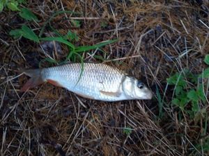 Roach