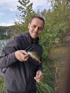 European Perch