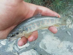 Brown Trout
