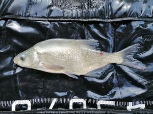 Common Bream