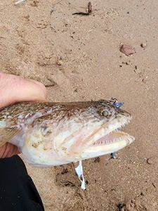 Atlantic Lizardfish