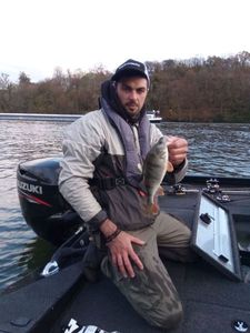 European Perch