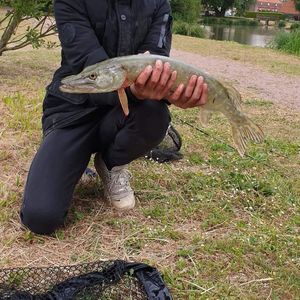 Northern Pike
