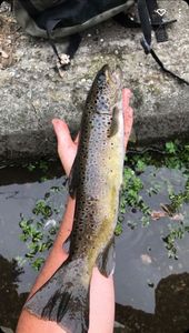 Brown Trout
