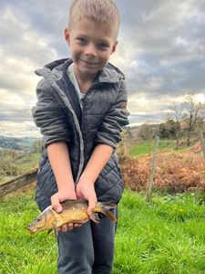 Mirror Carp