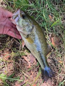 Largemouth Bass