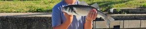 European Bass (Seabass)