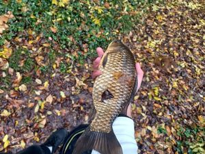 Crucian Carp