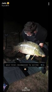 Mirror Carp